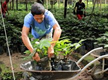 Maués cria política inovadora para aumentar produção do guaraná, no AM