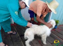 Prefeitura de Anamã realiza vacinação de cães e gatos no município