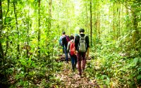 Amazônia: ideias sustentáveis ganham incentivo gratuito